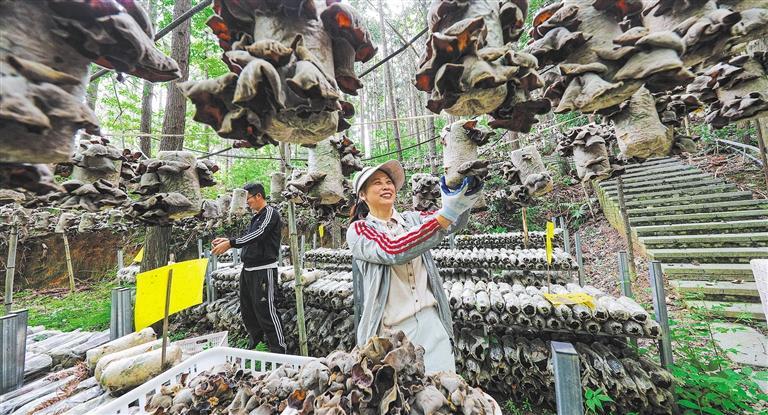 量发展产业调研】林下生金冰球突破爆百万大奖【高质(图3)